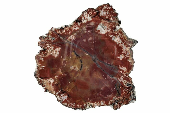 Colorful, Petrified Wood (Araucaria) Round - Arizona #272673
